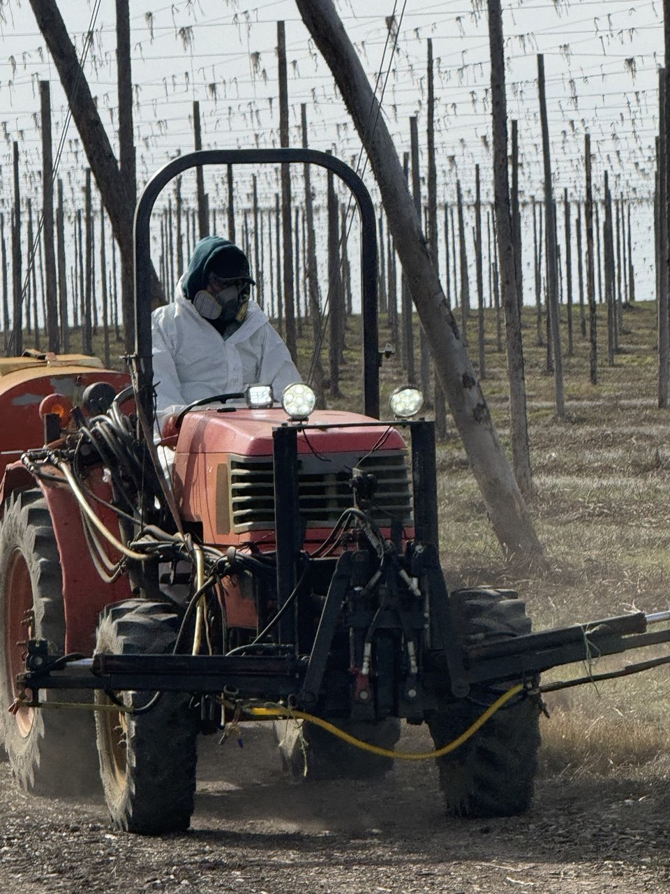 Operator on a small orange tractor with sprayer boom working between rows of trellised hops.